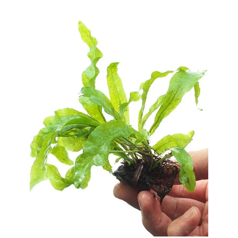 Riccia line ADA (50m) : fil spécial pour mousse aquarium