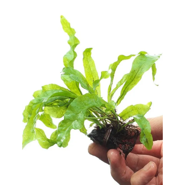 Riccia line ADA (50m) : fil spécial pour mousse aquarium