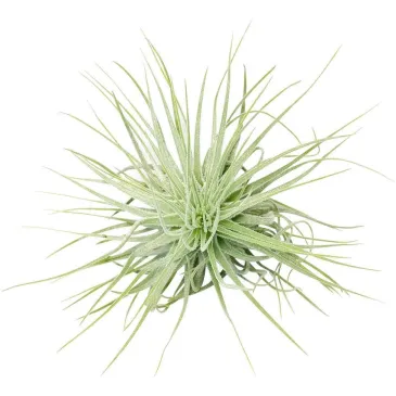 Tillandsia Magnusiana