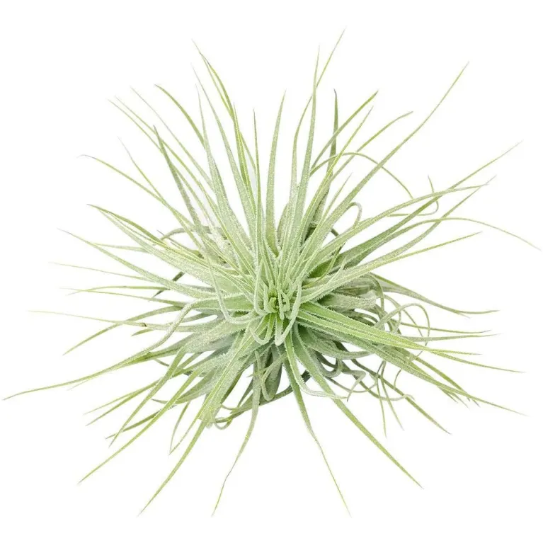 Tillandsia Magnusiana