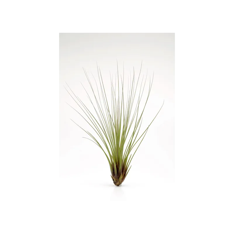 Tillandsia Juncea