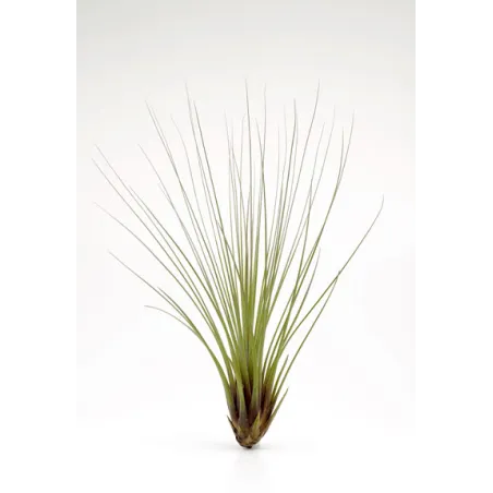 Tillandsia Juncea