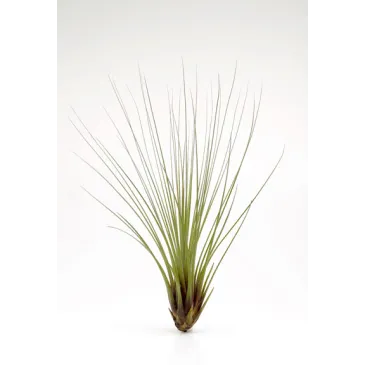 Tillandsia Juncea