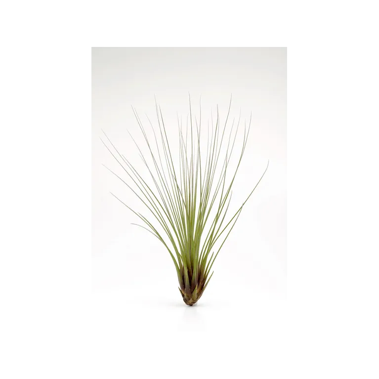 Tillandsia Juncea