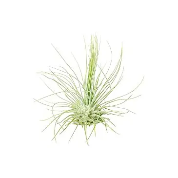 Tillandsia Fuchsii F.Gracilis