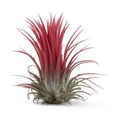 Tillandsia Ionantha var.Ionantha