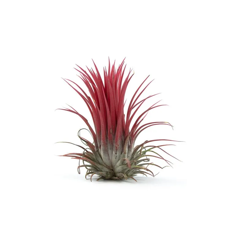 Tillandsia Ionantha var.Ionantha