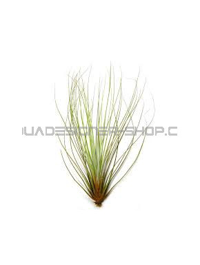 Tillandsia Juncifolia