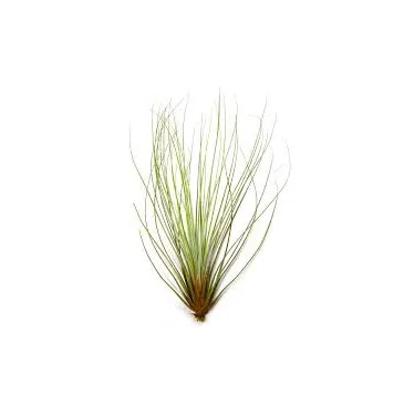 Tillandsia Juncifolia