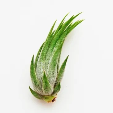 Tillandsia Scaposa