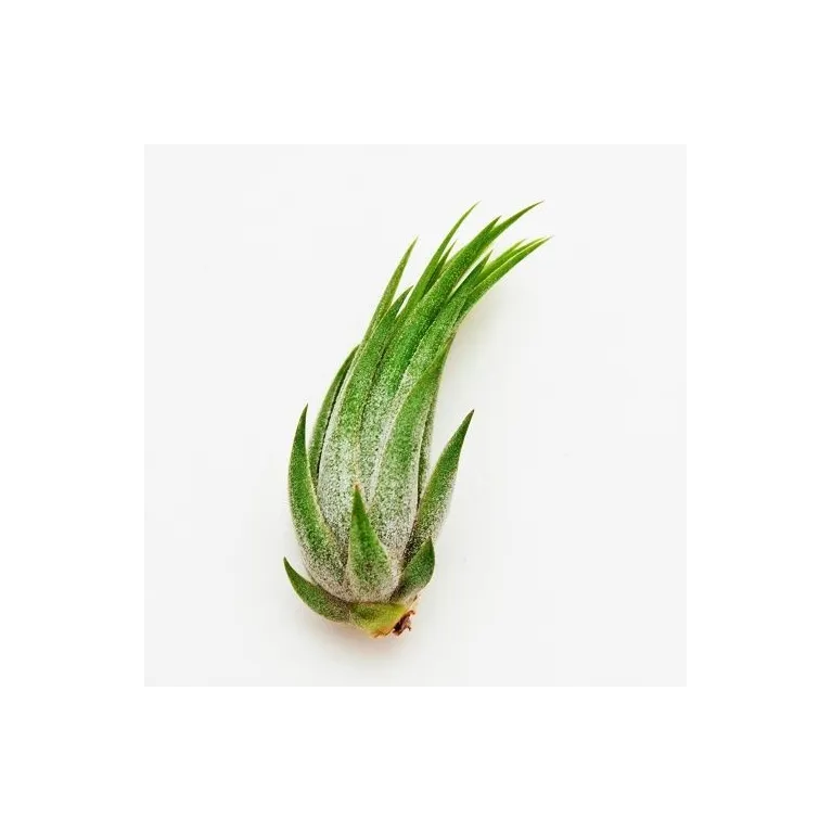 Tillandsia Scaposa