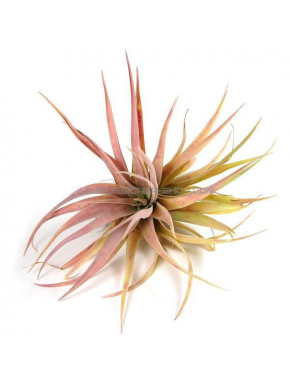 Tillandsia Capitata Peach