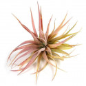 Tillandsia Capitata Peach