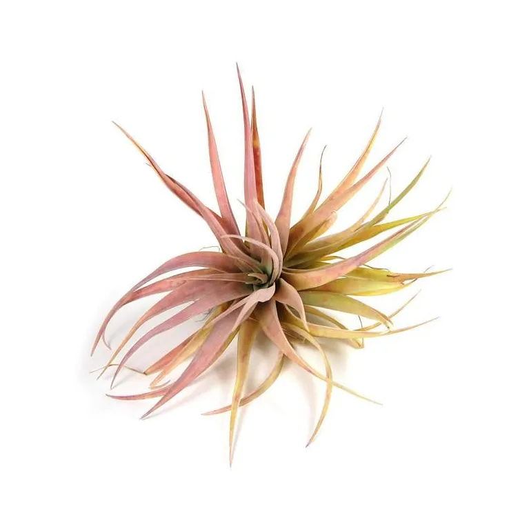 Tillandsia Capitata Peach