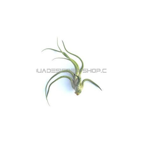 Tillandsia Caput Medusae