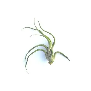 Tillandsia Caput Medusae