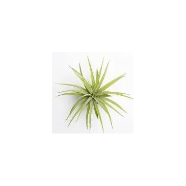 Tillandsia Brachycaulos var. Brachycaulos