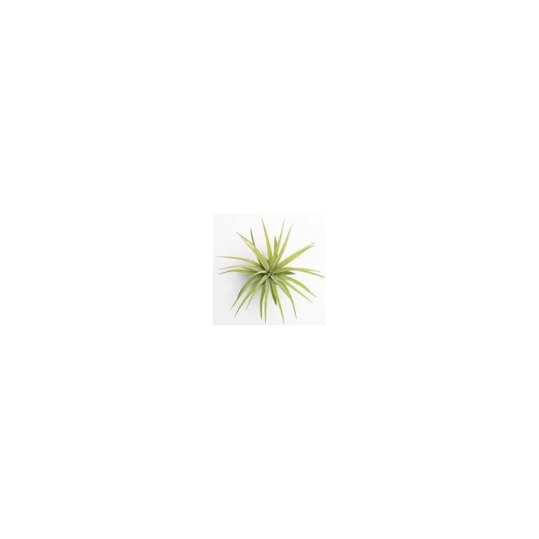 Tillandsia Brachycaulos var. Brachycaulos