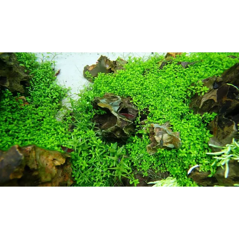 Hemianthus callitrichoides 'Cuba'  in vitro