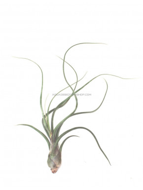 Tillandsia Pseudobaileyi