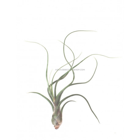 Tillandsia Pseudobaileyi