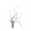 Tillandsia Pseudobaileyi