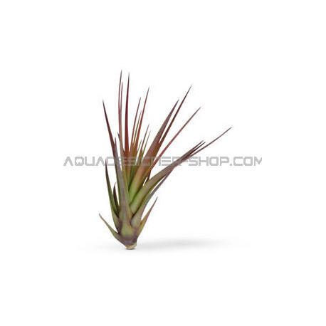 Tillandsia Tricolor