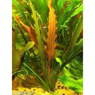 Echinodorus Horemanii