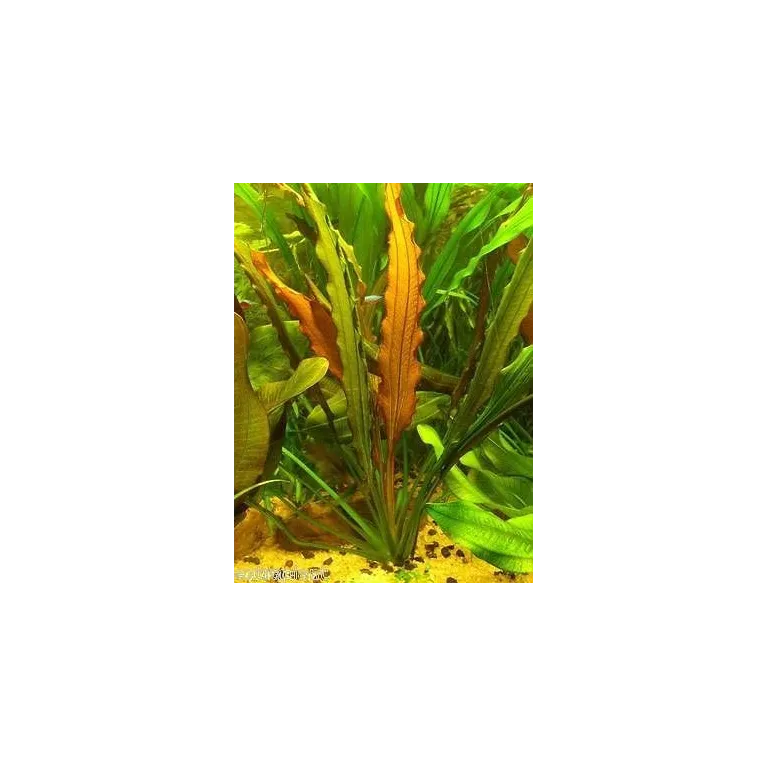 Echinodorus Horemanii