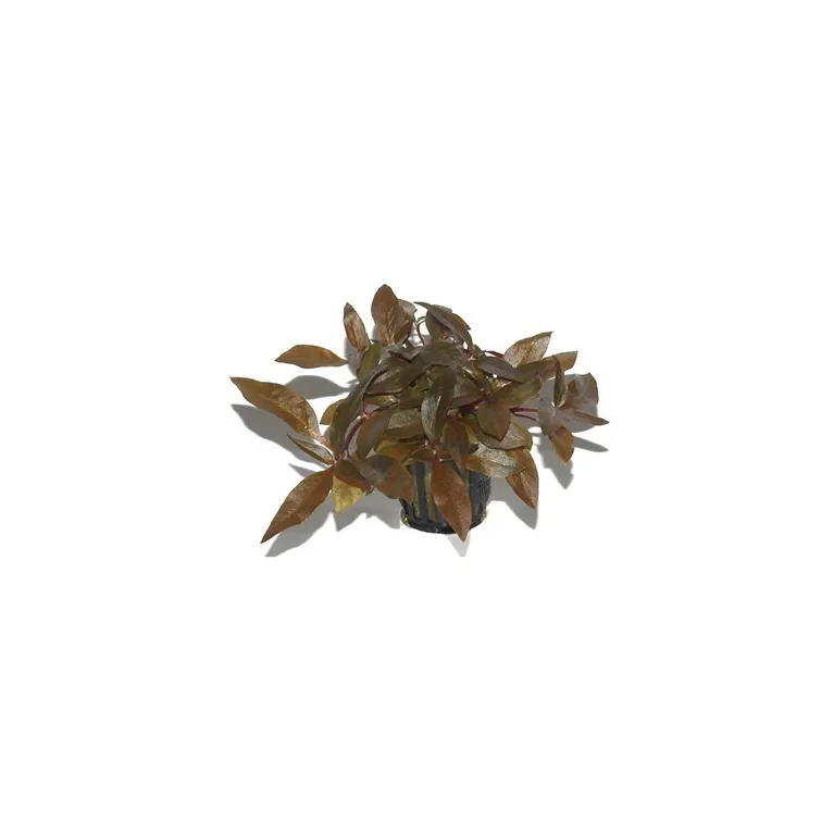 Alternanthera reineckii 'Pink'