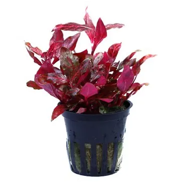 Alternanthera reineckii 'Rosanervig'