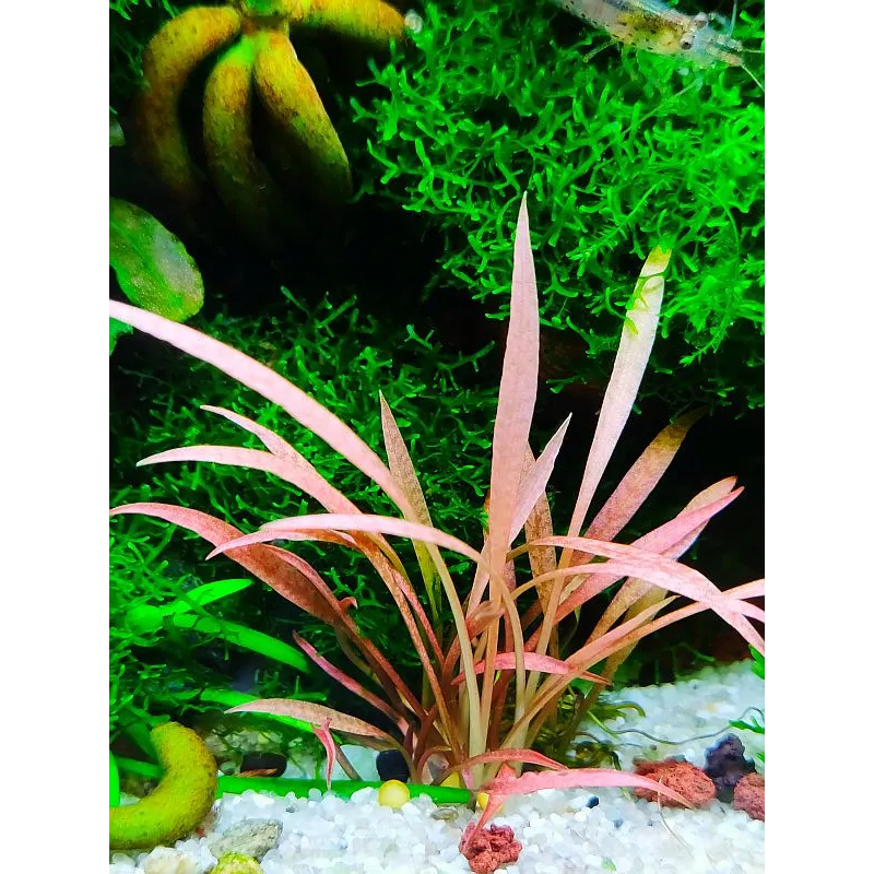 Cryptocoryne Spiralis Red in vitro