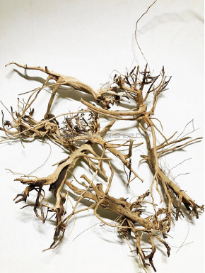 Busshu Roots 10-20 cm