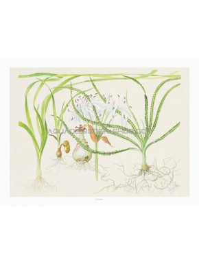 Poster art Tropica Crinum