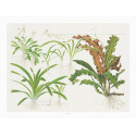 Poster art Tropica Sagittaria