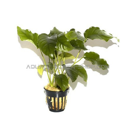 Anubias barteri var. barteri