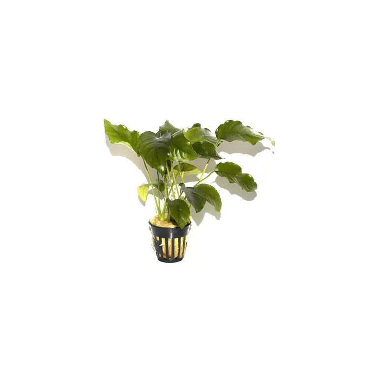 Anubias barteri var. barteri