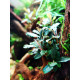 Bucephalandra green wavy
