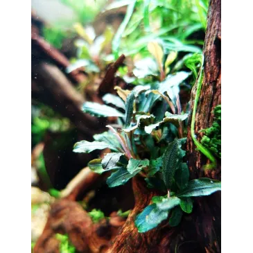 Bucephalandra  green wavy