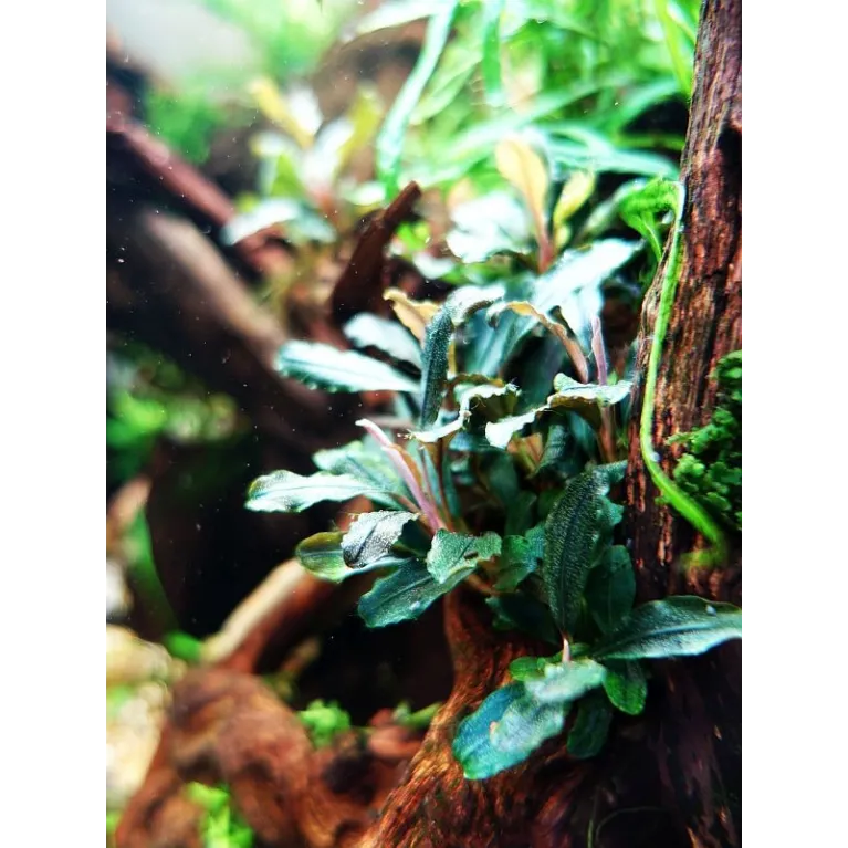 Bucephalandra  green wavy