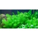 Myriophyllum guyana in vitro