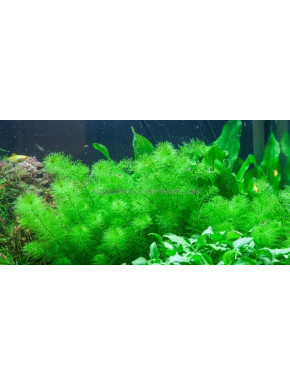 Myriophyllum guyana in vitro