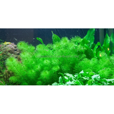 Myriophyllum guyana in vitro