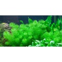 Myriophyllum guyana