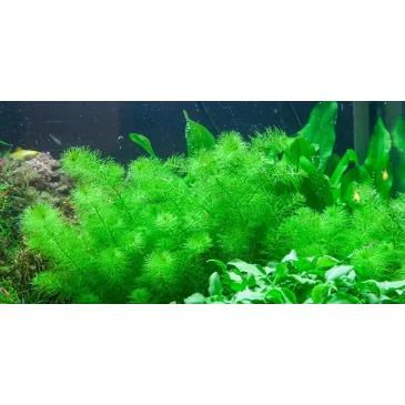 Myriophyllum guyana in vitro