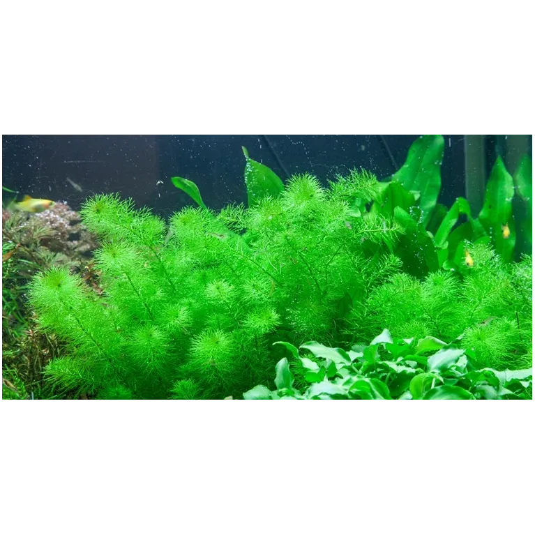 Myriophyllum guyana in vitro