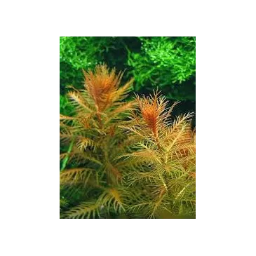 Proserpinaca palustris 'Cuba'