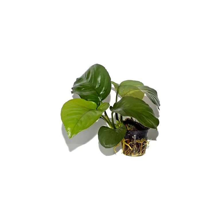 Anubias barteri var. caladiifolia
