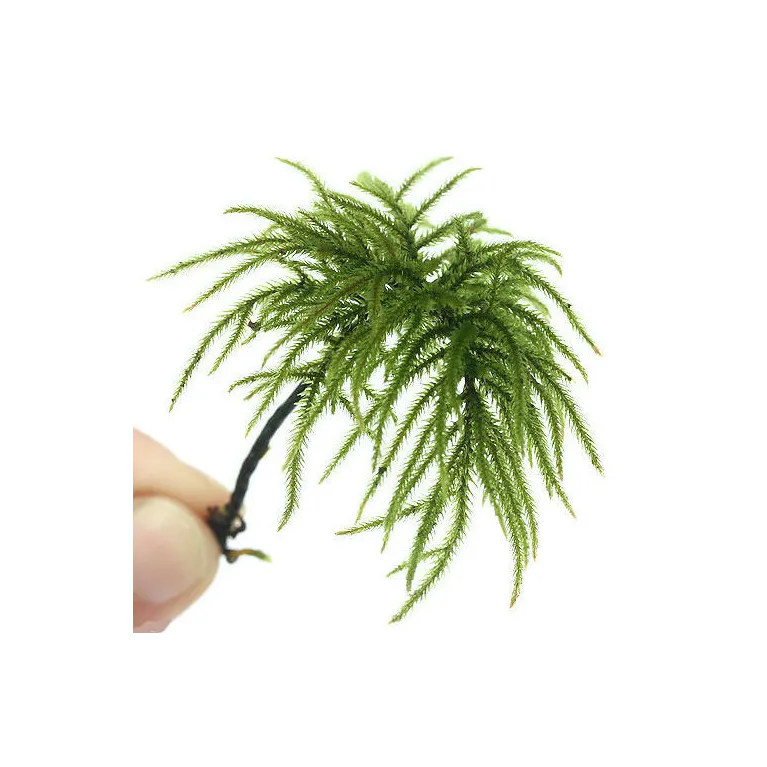 Climacium japonicum  in vitro