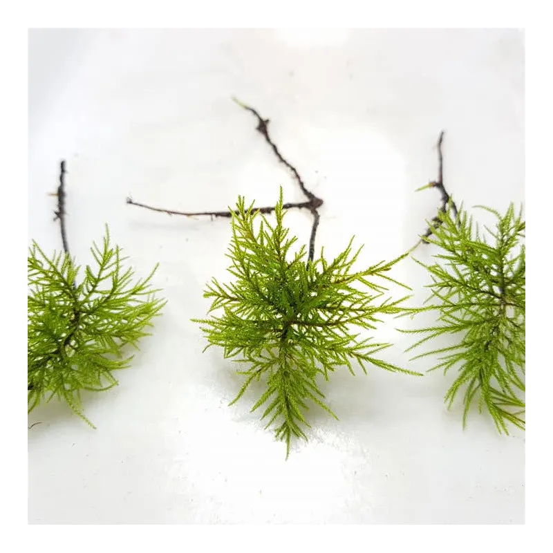 Climacium japonicum  in vitro